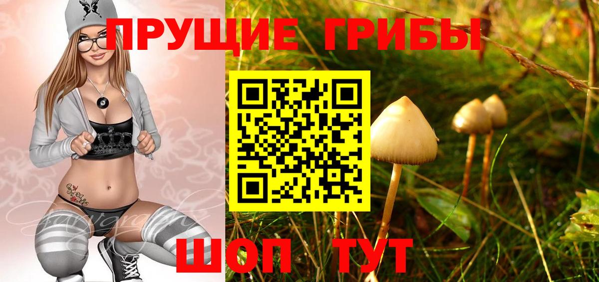 Галлюциногенные грибы Psilocybine cubensis  купить   Чернушка  Вход с VPN 